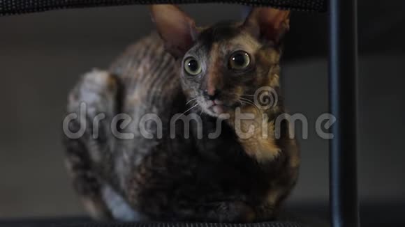 马尔蒂科洛德猫康尼什雷克斯坐在后面转过脸视频的预览图