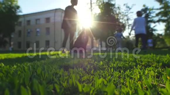 女孩和她的宠物在公园的绿草上玩耍背景是建筑物树木和夕阳夏天视频的预览图