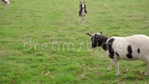 非常绿色的苏格兰牧场有巴戈特山羊全身向左走直到走出框架留下两个vi视频的预览图