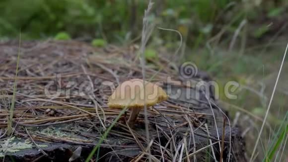 一种黄色蘑菇的特写生长在一棵砍树的树干上在一棵绿色的木头中间在摄像机打开后视频的预览图
