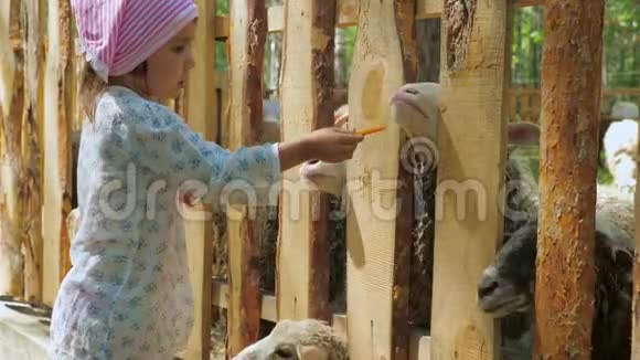 小可爱的女孩用胡萝卜和牛蒡叶子喂农场上的羊视频的预览图