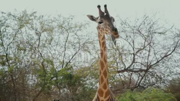 美丽的非洲长颈鹿在萨凡纳视频的预览图