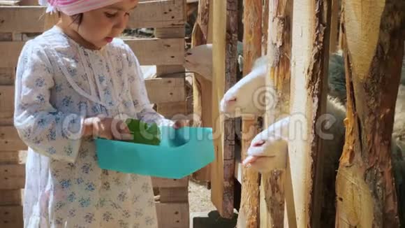 小可爱的女孩用胡萝卜和牛蒡叶子喂农场上的羊视频的预览图