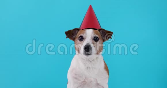 戴红帽子的可爱狗视频的预览图
