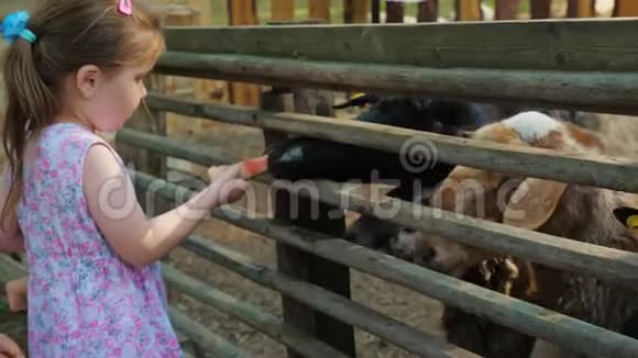 小可爱的女孩在农场里用西瓜皮和树叶喂羊视频的预览图