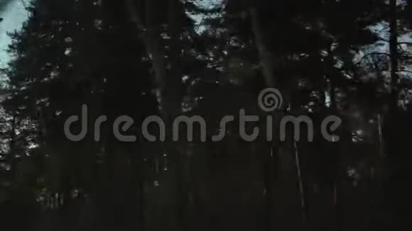 从车的窗户看到森林视频的预览图