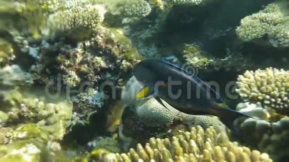 食用珊瑚的鱼视频的预览图
