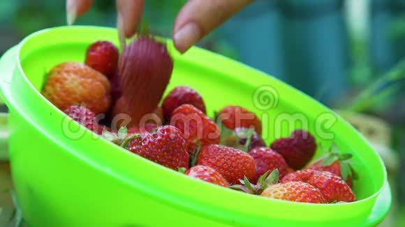把新鲜草莓放进绿色盘子里视频的预览图