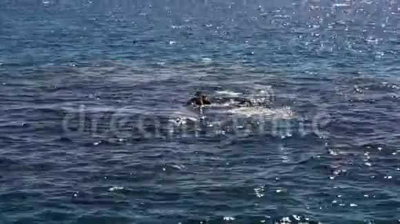 一个带教练的家伙在海里潜水后视频的预览图