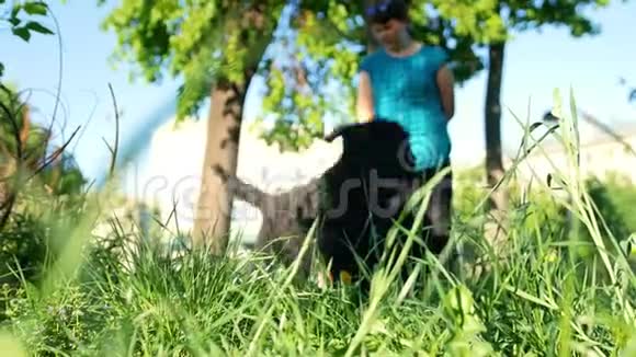两只黑俄罗斯在和女主人散步时狗从不同的方向跑开阳光明媚的夏日视频的预览图