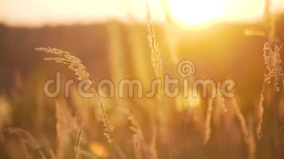 太阳背景下的小麦视频的预览图