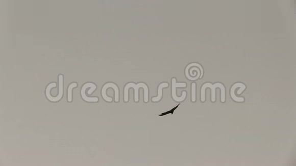 遥远的鸟在空中翱翔视频的预览图