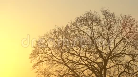 轮廓雄伟的树黄昏时有田园诗般的日落天空背景晴朗日出时深色树枝剪影视频的预览图