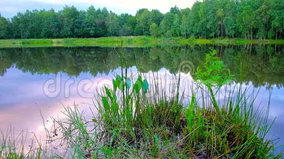 乌克兰莫什恩的森林湖视频的预览图