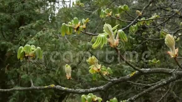 栗叶生长在树枝上并显露出来春暖花开户外活动视频的预览图