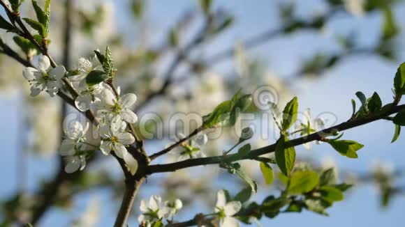 一株盛开的梅树的春天背景特写视图视频的预览图