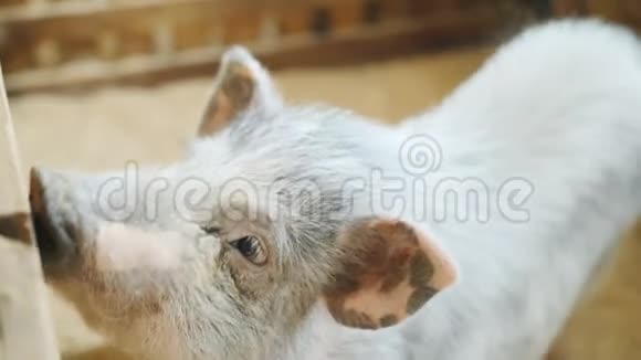 宠物动物园里的斑点猪向游客乞讨食物视频的预览图