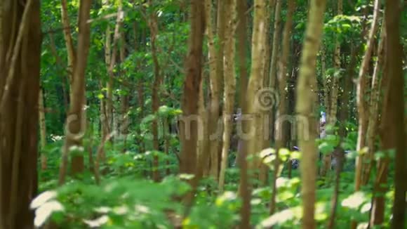 阳光明媚的一天两个骑自行车的人穿过绿林中的树枝视频的预览图