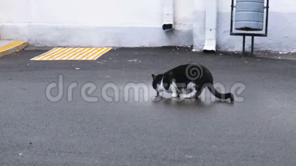 猫从人行道上的水坑里喝水视频的预览图