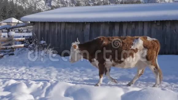 奶牛在村子里自由地行走在雪下获得食物慢动作视频的预览图