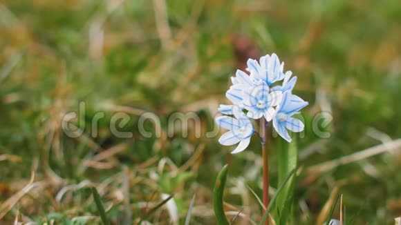 草地背景下一朵在风中摇曳的单花白蓝野花的宏观景观视频的预览图