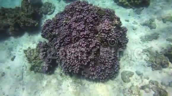 海洋下五颜六色的珊瑚礁视频的预览图