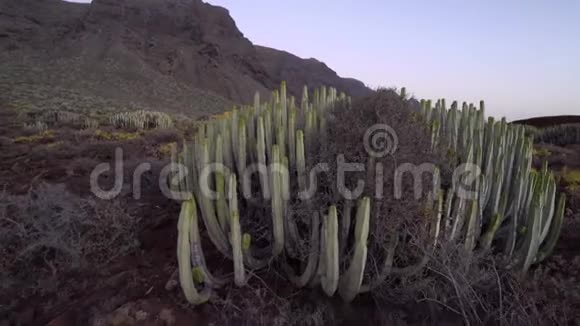 沙漠中的仙人掌田视频的预览图