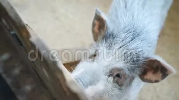 宠物动物园里的斑点猪向游客乞讨食物视频的预览图