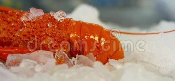 澳大利亚龙虾在冰上视频的预览图