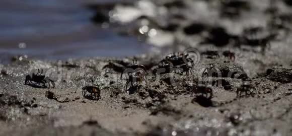 许多螃蟹在泥上奔跑视频的预览图