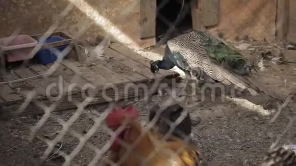 农场笼子里的孔雀和鸡视频的预览图