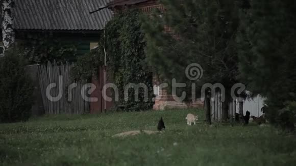 猫走到鸡旁边视频的预览图