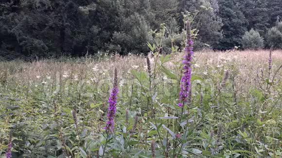 白蛾采集花蜜视频的预览图