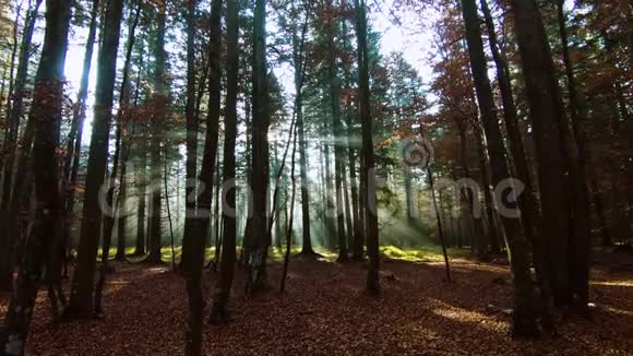 秋天森林里的一束光视频的预览图