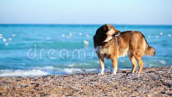 孤独的狗在海滩上寻找主人视频的预览图