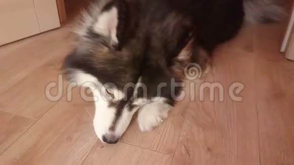 狗西伯利亚哈士奇躺在木地板室内嗅着舔着视频的预览图