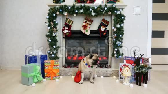 穿着圣诞服装的可爱滑稽的小狗在壁炉旁看着装有圣诞装饰和礼物的照相机视频的预览图