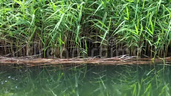 山湖和深绿色森林的涟漪水的反映视频的预览图