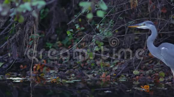 年轻的灰鹭鸟寻找猎物视频的预览图