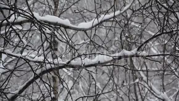 在桦树和白杨林下雪大雪纷飞树木背景上美丽的降雪视频的预览图