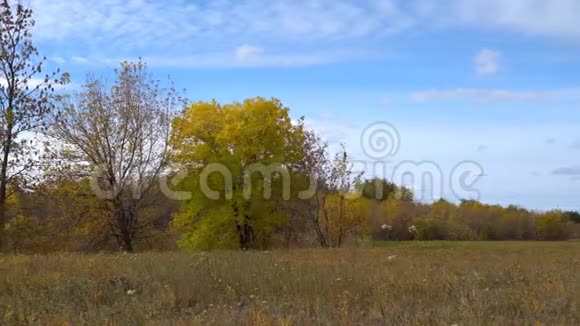 秋天草甸上有黄叶的树初秋视频的预览图