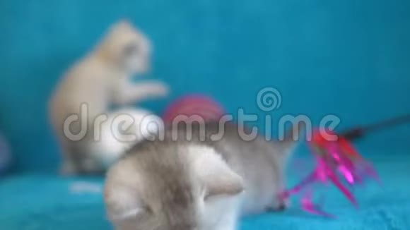 一只灰色的小猫在蓝色沙发上玩玩具羽毛视频的预览图