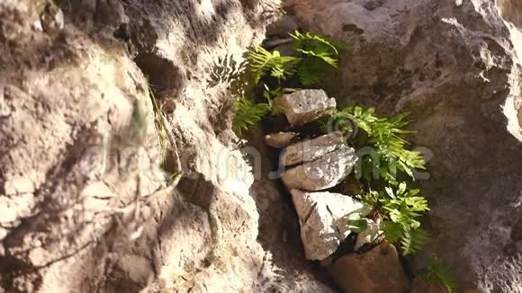 岩石上的野生蕨类植物视频的预览图