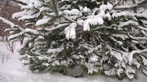 有雪的大毛树枝冬季景观视频的预览图