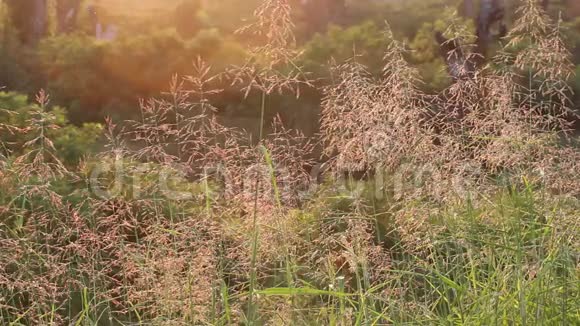 草地和日落的田野视频的预览图