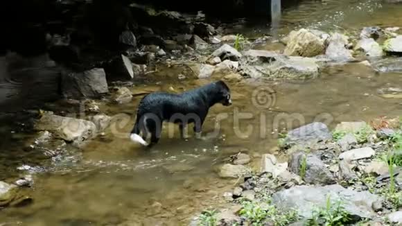 狗站在河里看着水不动视频的预览图