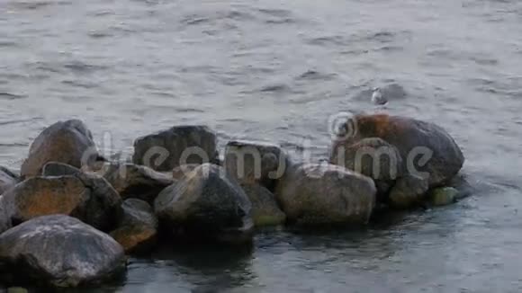 岩石上的海鸥视频的预览图