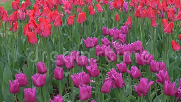 在花坛上大量的美丽的彩色明亮的郁金香视频的预览图