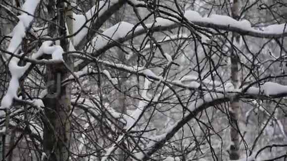 在桦树和白杨林下雪大雪纷飞树木背景上美丽的降雪视频的预览图