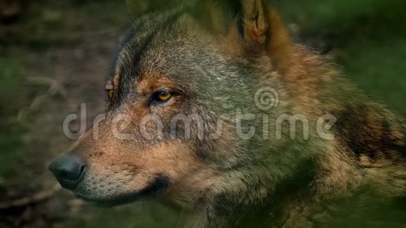 森林中的狼侧景视频的预览图